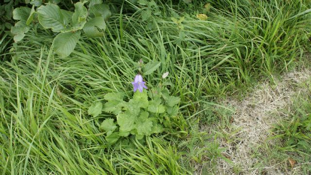 Campanula trachelium